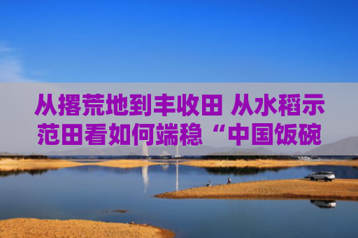 从撂荒地到丰收田 从水稻示范田看如何端稳“中国饭碗”