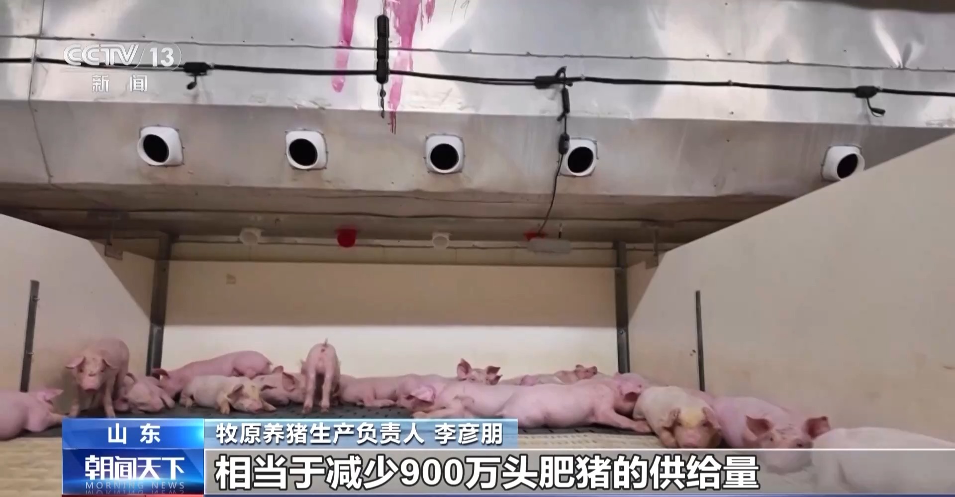 猪身价高的图片_猪的身价翻倍_