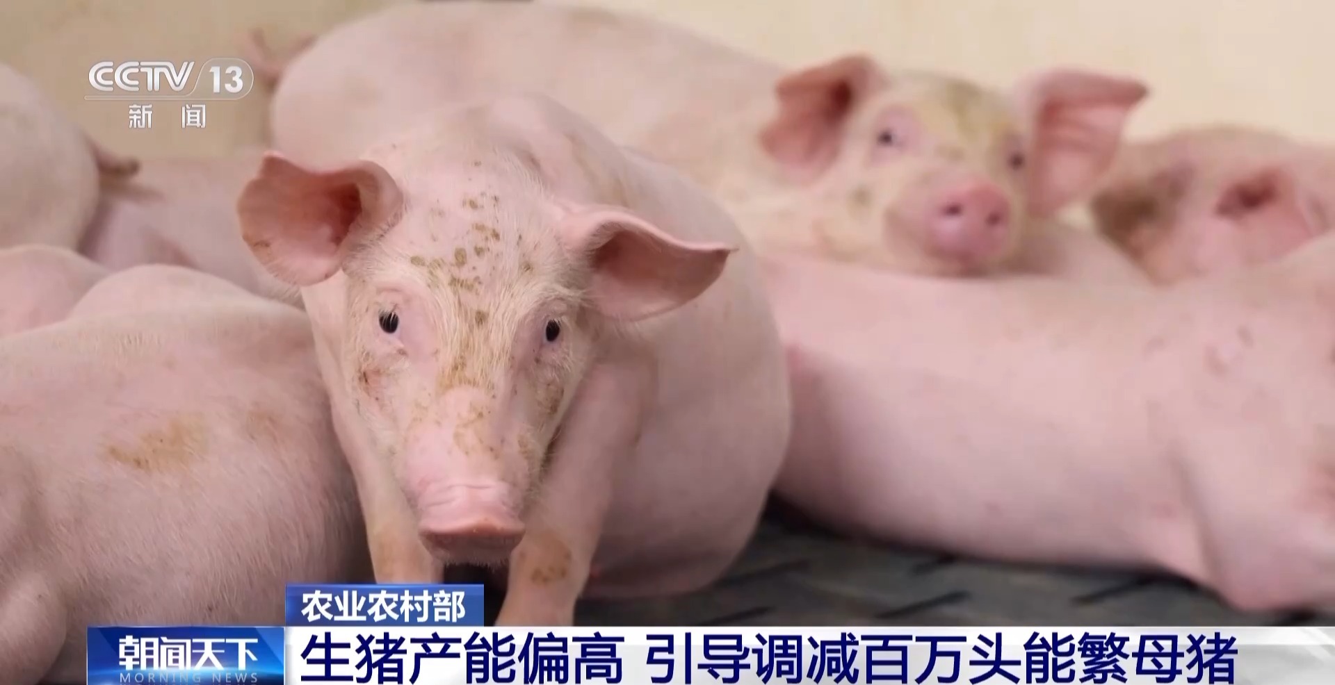 _猪的身价翻倍_猪身价高的图片