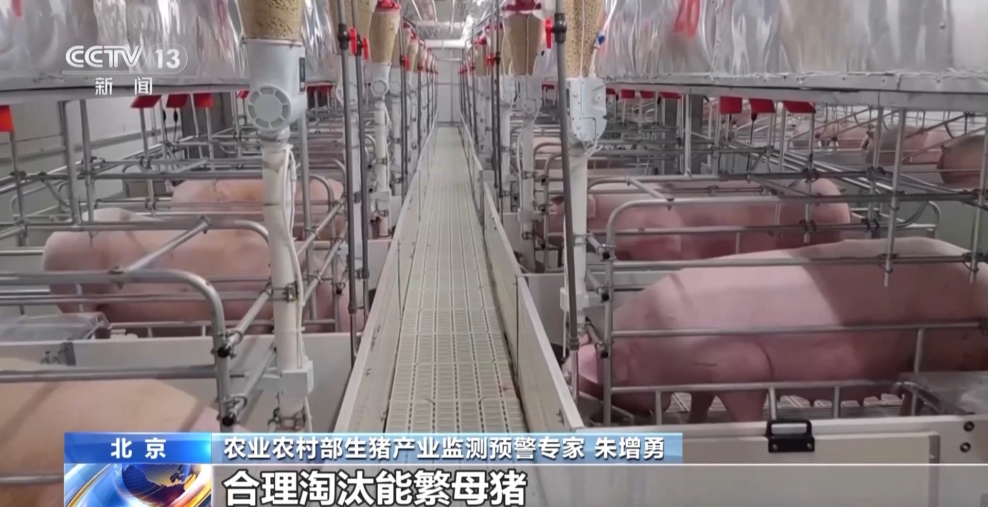 猪身价高的图片__猪的身价翻倍