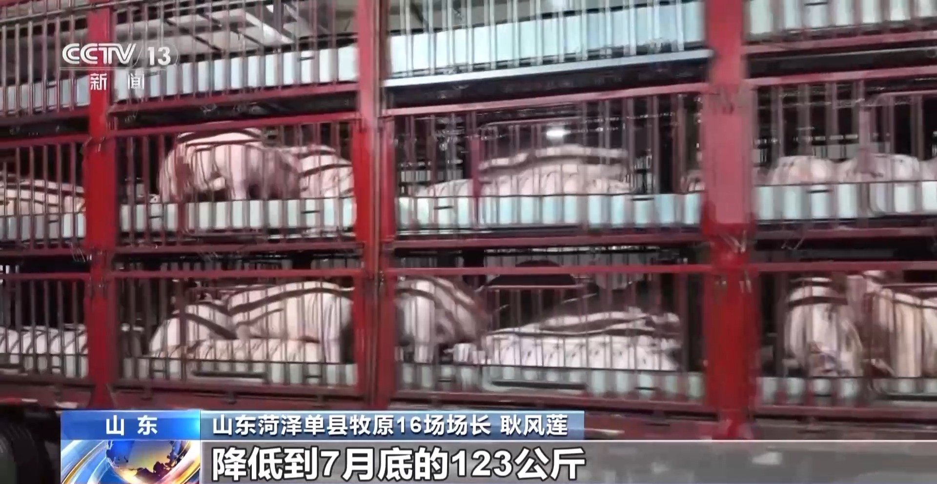 猪身价高的图片__猪的身价翻倍