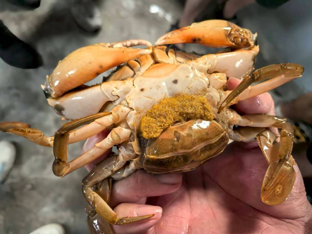 广东万顷海洋牧场孕育万亿产业