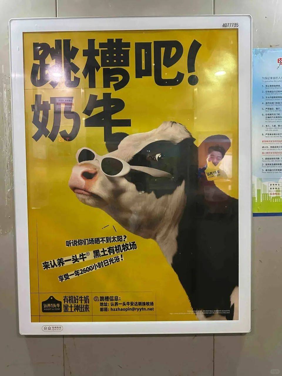 打工人怒了！从“COWS直聘”到“阴间早八”，品牌玩梗翻车实录_打工人怒了！从“COWS直聘”到“阴间早八”，品牌玩梗翻车实录_