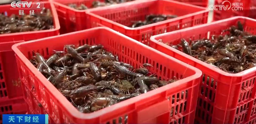 龙虾当时卖多少钱__龙虾刚上市价格